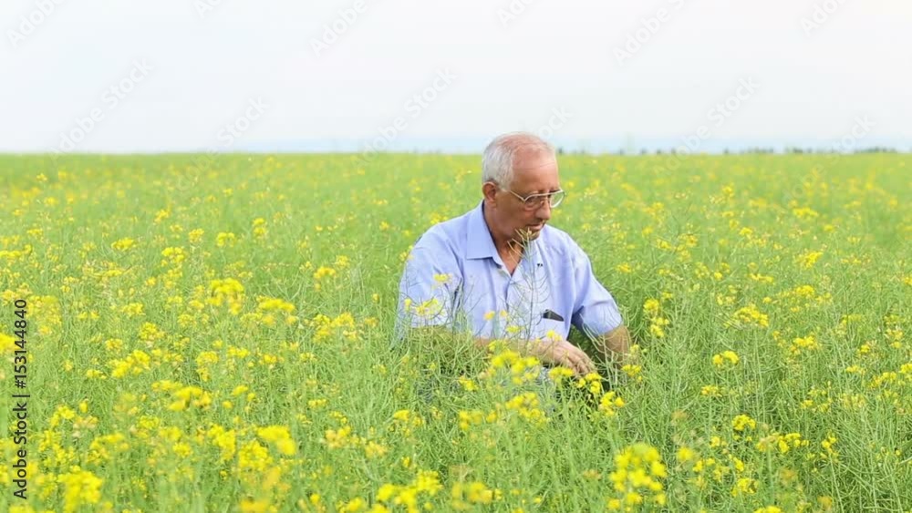 Senior farmer standing in a rapeseed field and examining crop. Senior farmer standing in a rapeseed field and examining crop.