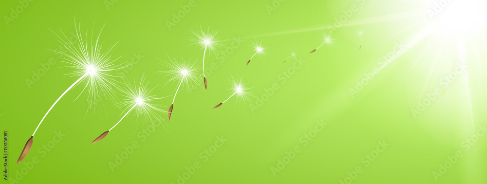 Fototapeta premium Latający mniszek latające ekrany przed słonecznym tle - zielony