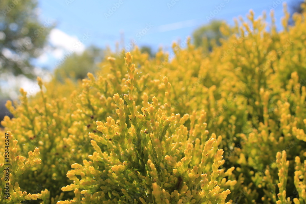 Fototapeta premium golden leves