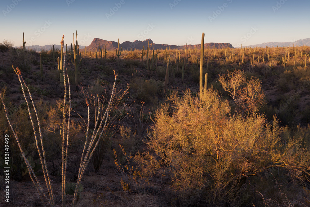 Obraz premium Saguaro Forest, Mountain and Ocotillo at Sunset