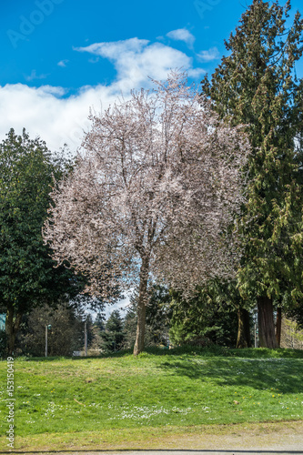 WhiteCherry Tree Blossoms