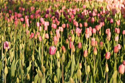 Tulips illuminated by the setting sun. Spring flowers. A picturesque flower bed of tulips. Buds of tulips. Spring fresh flowers in the park. photo