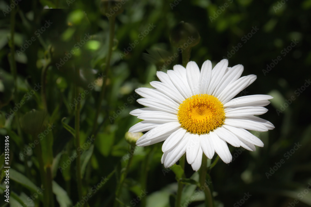 Fototapeta premium White Flower with Yellow Center and Dark Background
