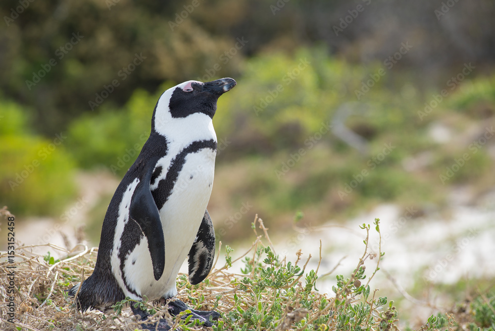 Obraz premium African penguin on the beach