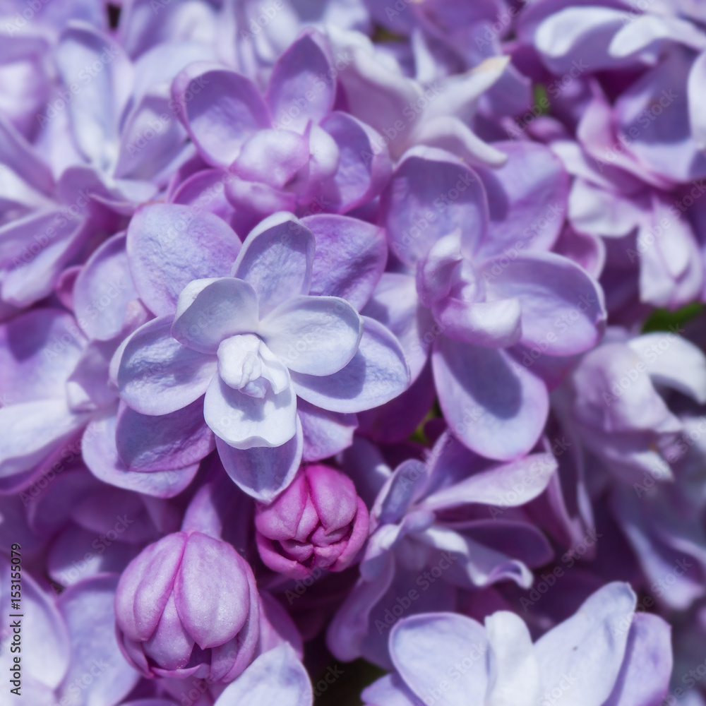 bunches of lilac blossoms on branches bunches of lilac blossoms on branches