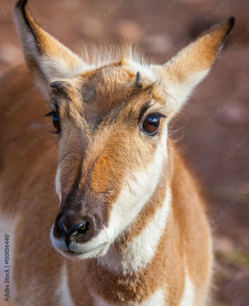 Pronghorn head, used to be Pronghorn Antelope Pronghorn head, used to be Pronghorn Antelope