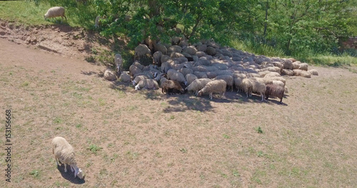 Aereal view of many sheep in Caferella park in Rome in May 2017