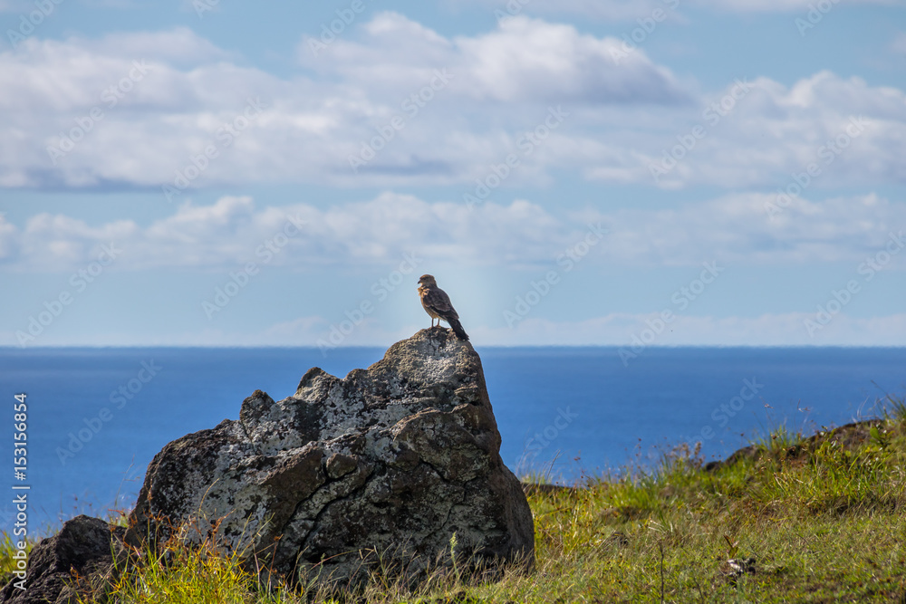 Chimango caracara falcon - Easter Island, Chile