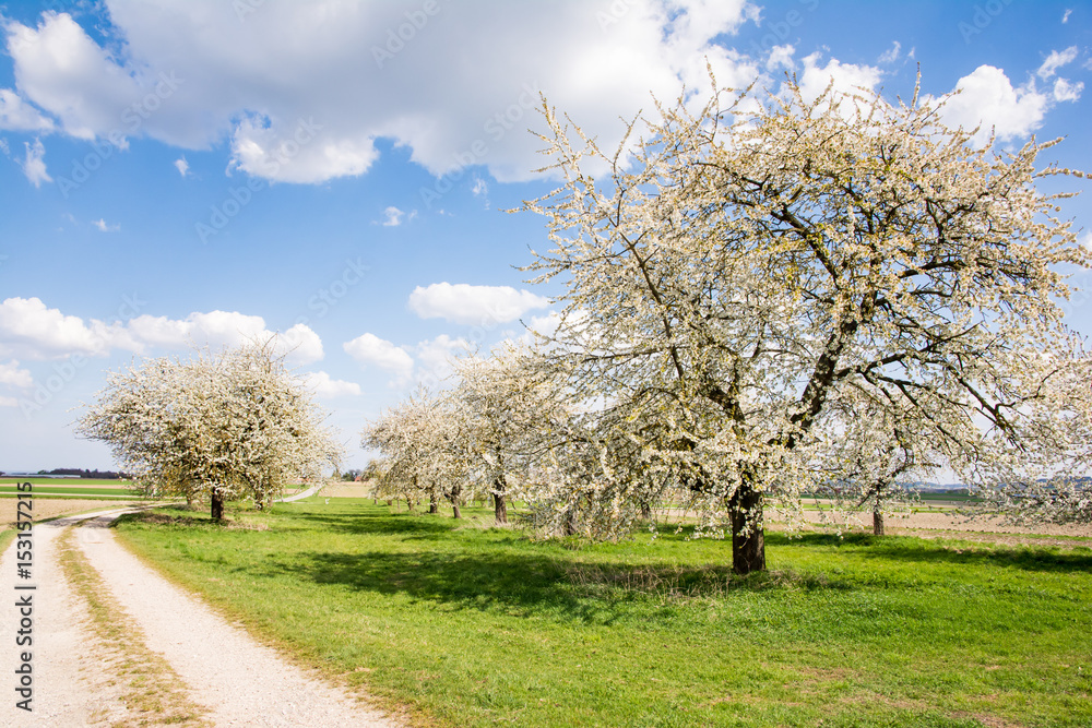 Meadow with flowering fruit trees Meadow with flowering fruit trees