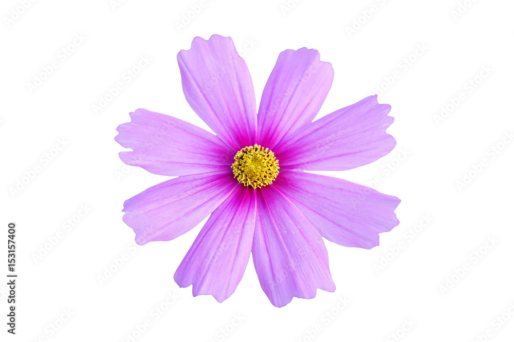 Purple cosmos flower isolated on white background
