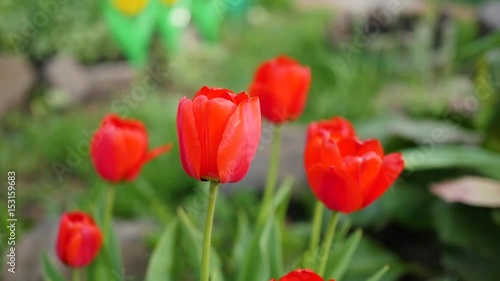 beautiful fresh flowers tulips in the sun photo
