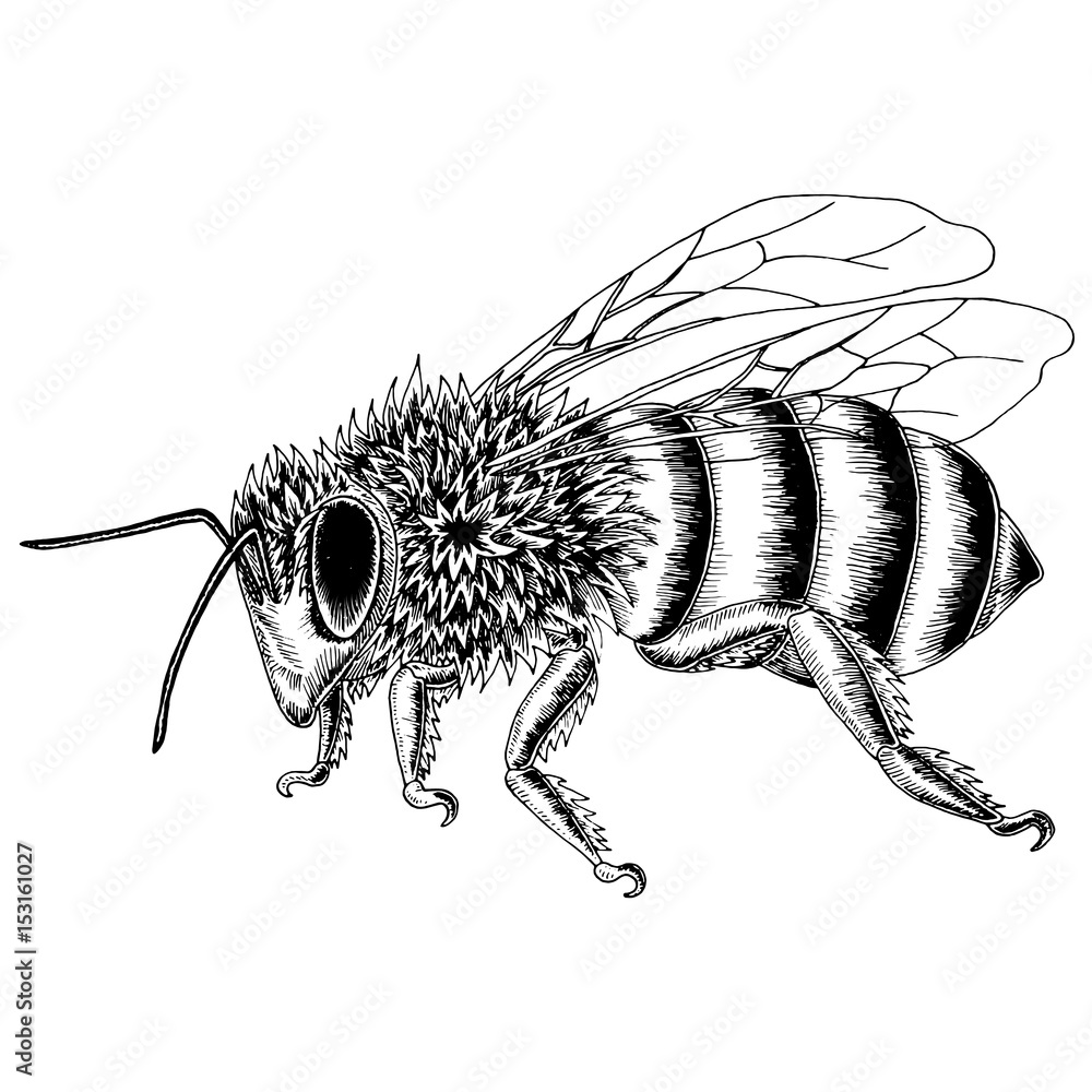 Hand drawn bee sketch in black and white vector illustration. Stock ...