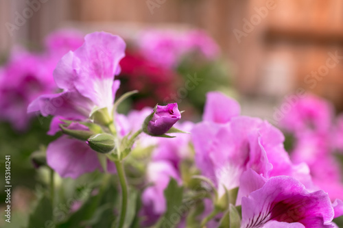 Martha Washington Geranium