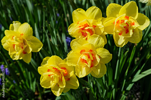 Fototapeta Naklejka Na Ścianę i Meble -  Double daffodils in the home garden.