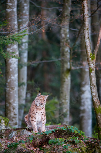 Fototapeta Naklejka Na Ścianę i Meble -  Eurasian Lynx (Lynx lynx) looking towards setting sun in Bavarian Forest National Park, Germany