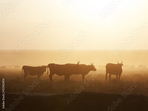 A herd of cows at sunset