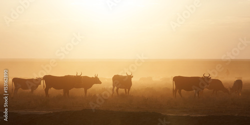A herd of cows at sunset © Olga Labusova