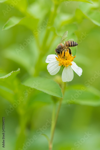 Bee is collecting the pollen from wild daisy. © phichak