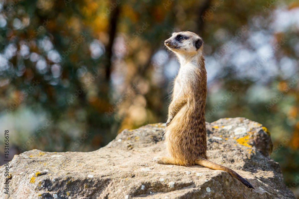 Fototapeta premium Meerkat family member (Suricata suricatta) on guard
