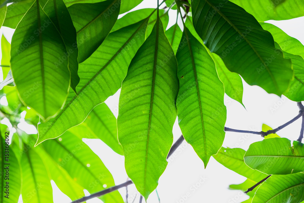 Fresh Green Spring Leaves with white background Fresh Green Spring Leaves with white background