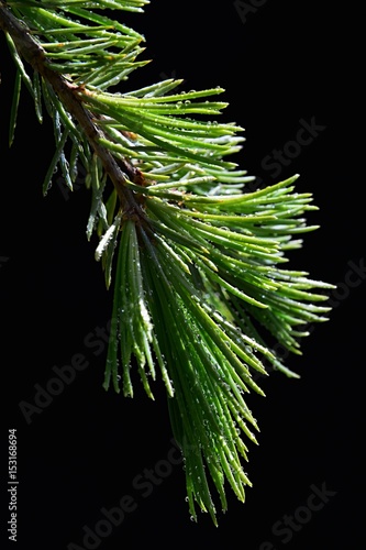 Fresh young branch of Deodar cedar Cedrus Deodara with water drops on needles on dark background photo