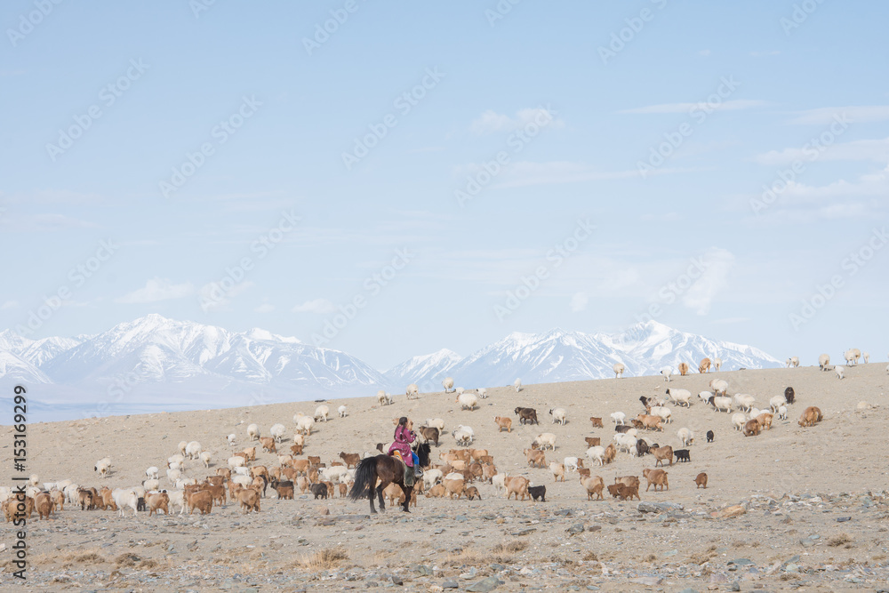 Obraz premium MONGOLIA - 22 maja 2017: Pasterz dziewczyna siedzi na koniu i pasie stado owiec na prerii z ośnieżonymi szczytami gór na tle
