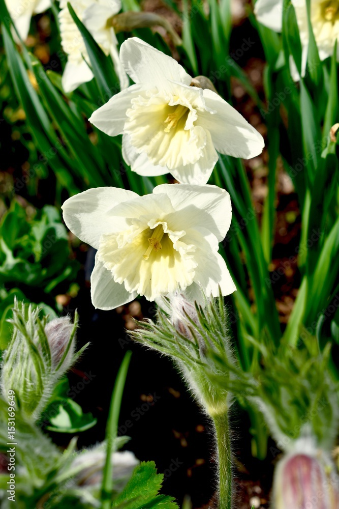 Early cheerful spring blooming white daffodils Early cheerful spring blooming white daffodils