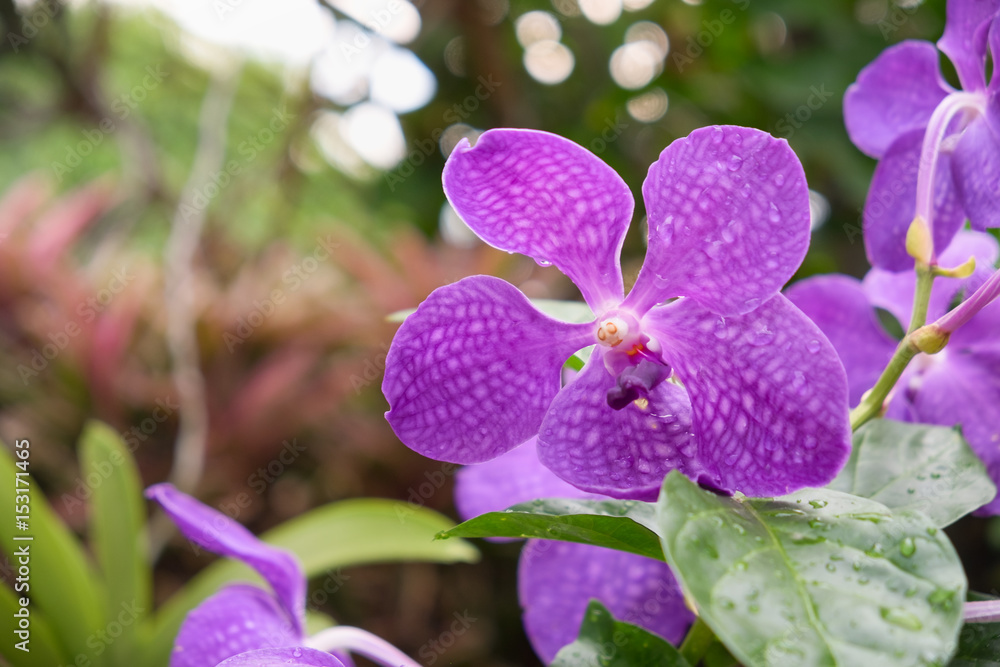 Purple vanda orchid flower Purple vanda orchid flower