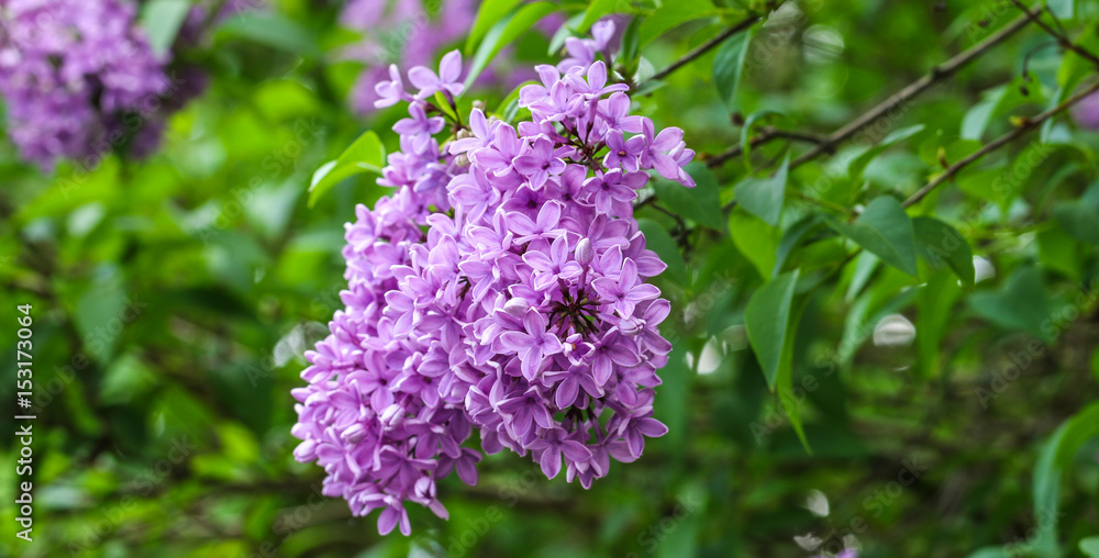 Fliederblüte Fliederblüte