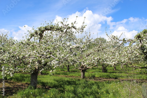 Apple orchard with trees in bloom