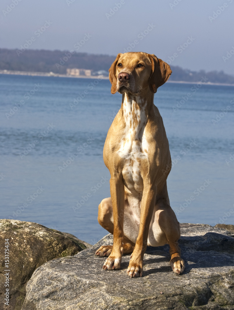 Dog at the beach