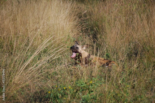 Wild dog 3