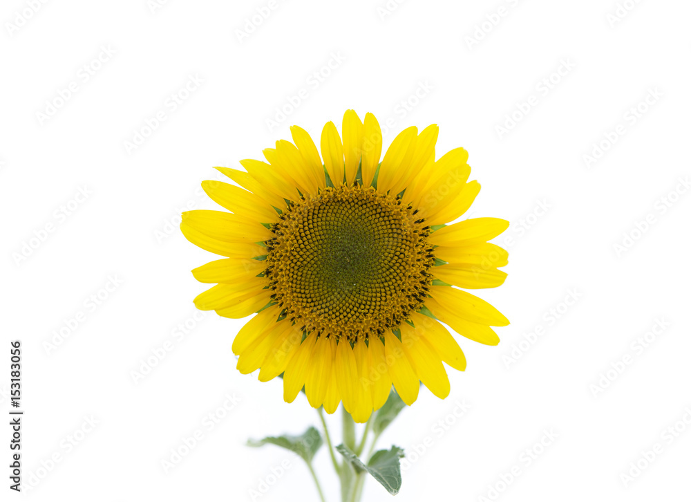 Fototapeta premium Sunflower Isolated