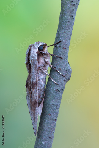 pine hawk-moth - Sphinx pinastri photo