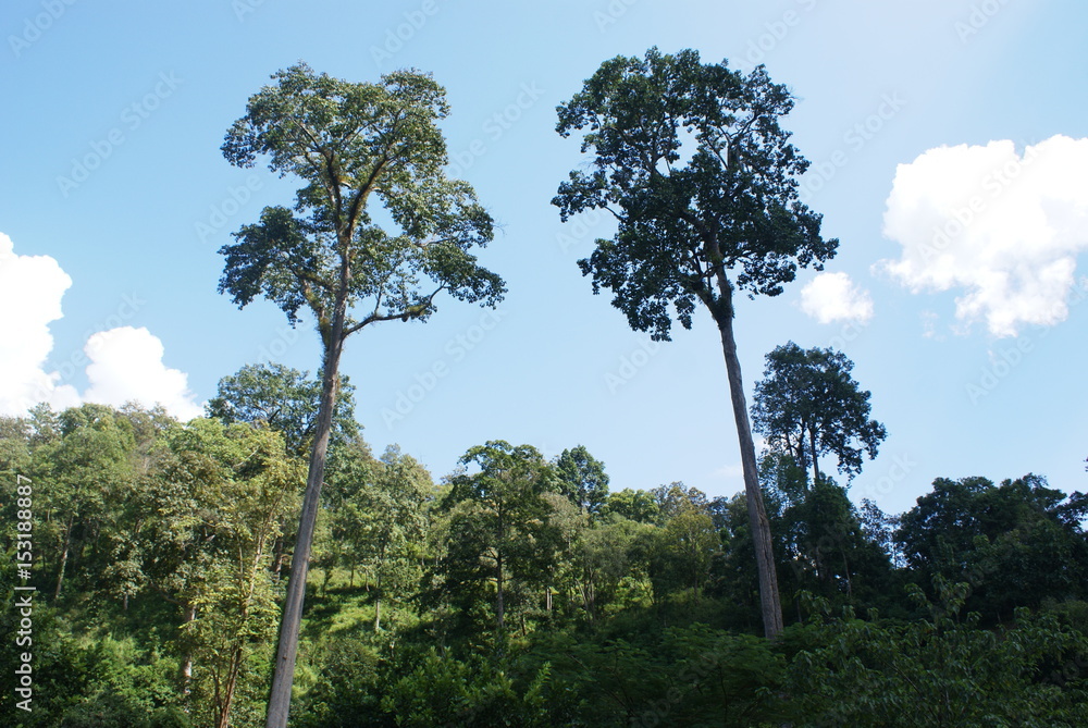 Obraz premium Jungle trees