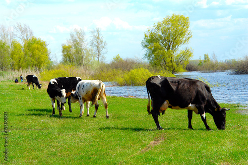 Cows graze in the meadow next to the river