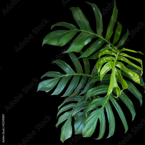 Fotografie Green leaves of Monstera philodendron plant growing in wild, the tropical forest plant, evergreen vine on black background