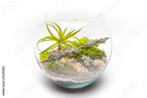 Tillandsia air plant in a round glass vase isolated on white background