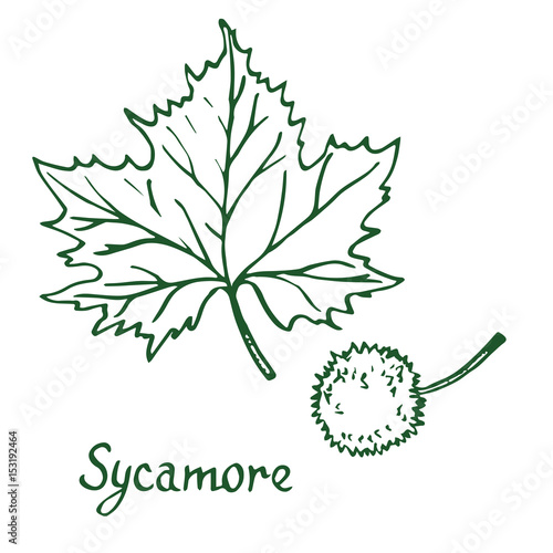 Sycamore (american sycamore tree platanus occidentalis) Leaf and fruit, hand drawn doodle, sketch in pop art style, vector illustration photo