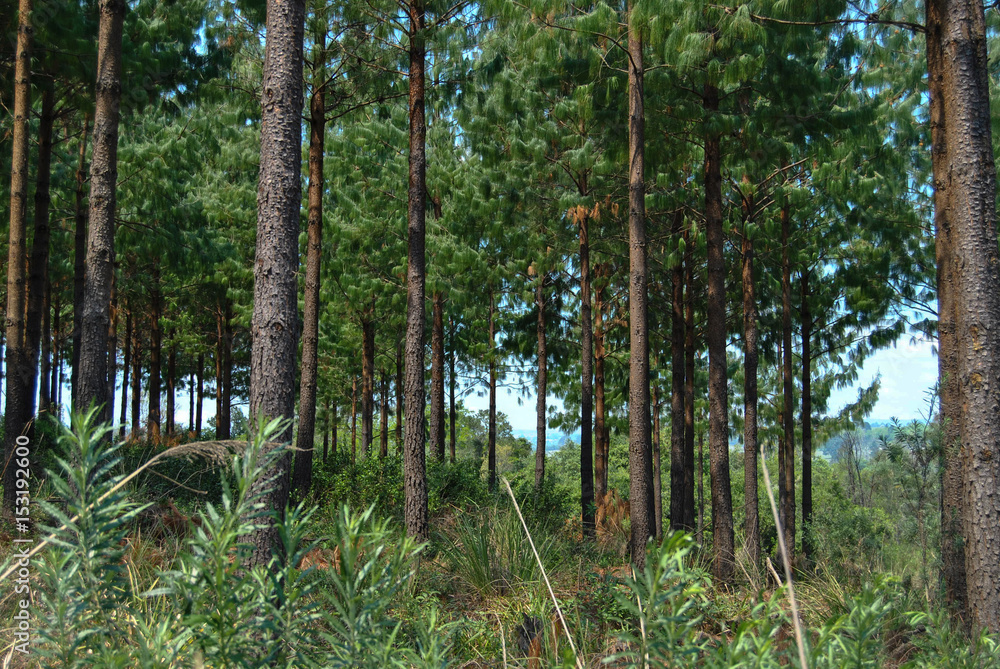 Fototapeta premium Forest 2