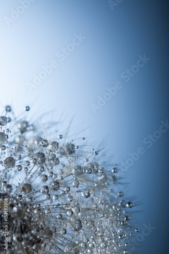 Fototapeta Naklejka Na Ścianę i Meble -  big dandelion with water drop on a blue background