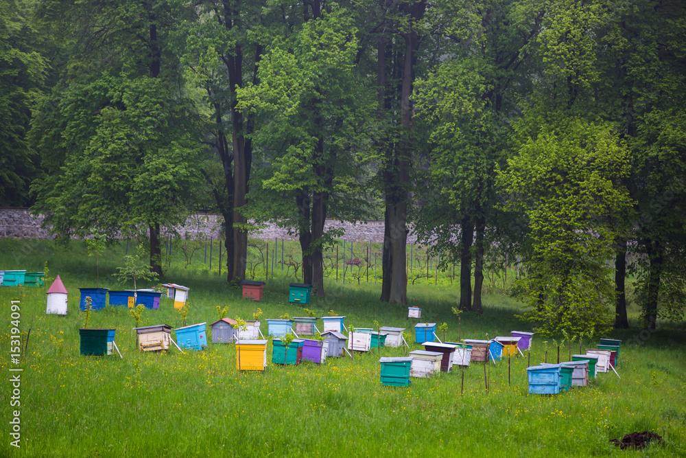 Bees. Beekeepers working in apiary. Bees. Beekeepers working in apiary.