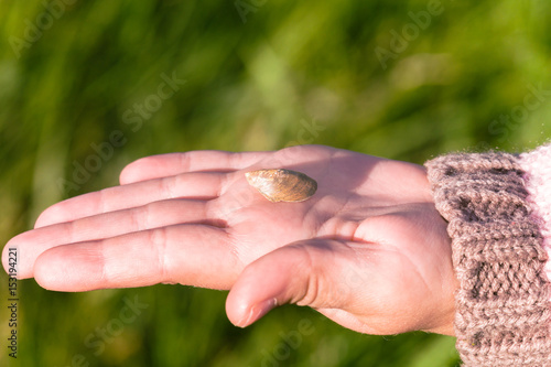 Hand with river shell on it in summer sun light © STUDIO MELANGE