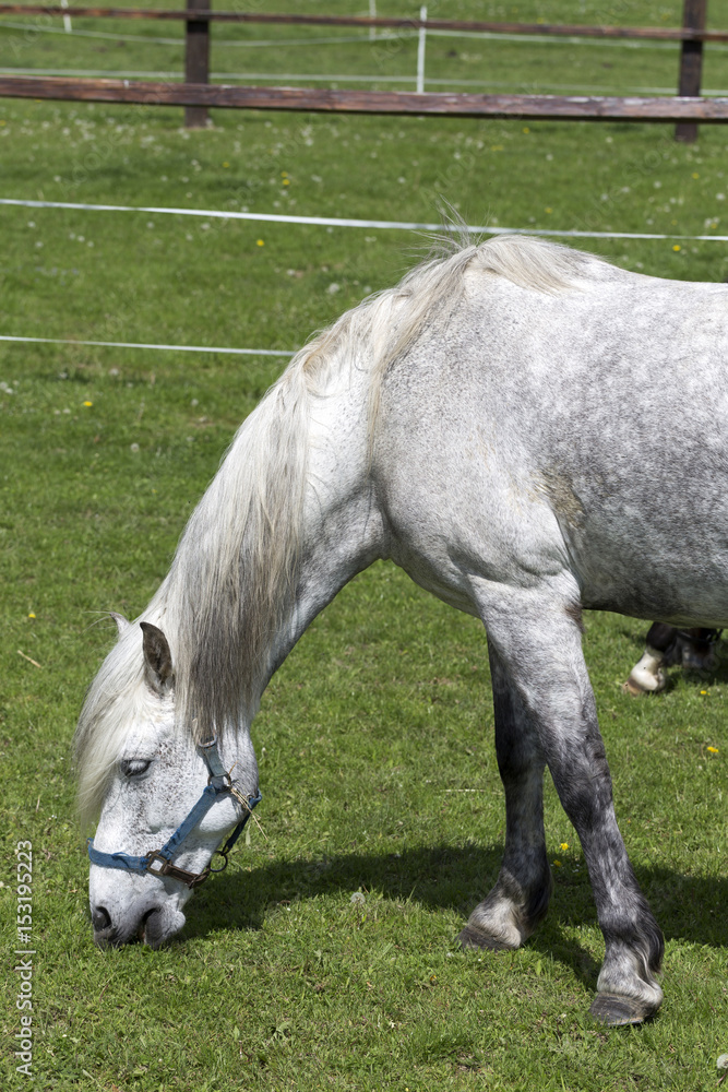 Grazing Horses on the green Pasture Grazing Horses on the green Pasture