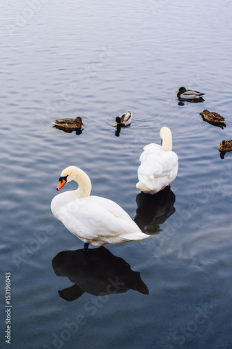 Two Swans and Ducks on Pond.