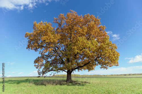 A lone oak tree in a clearing.
