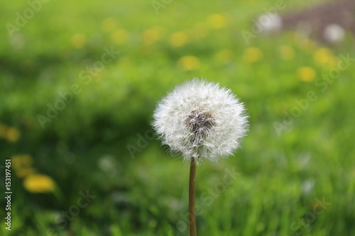 Dandelion close-up