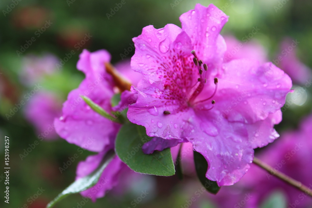 Pink rhododendron Pink rhododendron