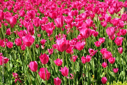 Różowe tulipany © bnorbert3