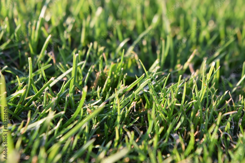 Fototapeta premium grass